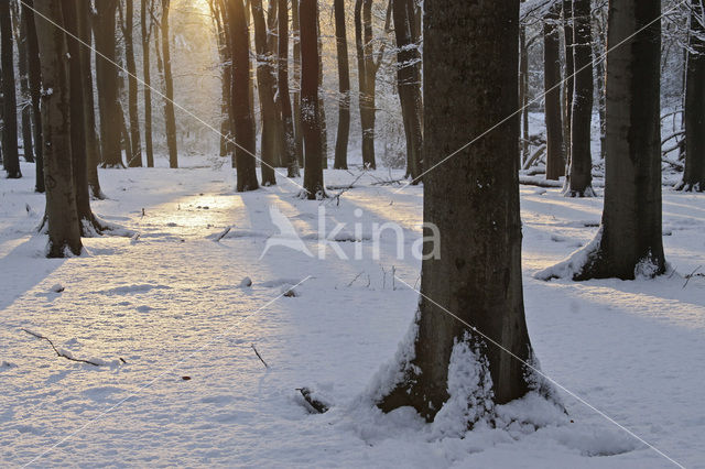 Veluwe