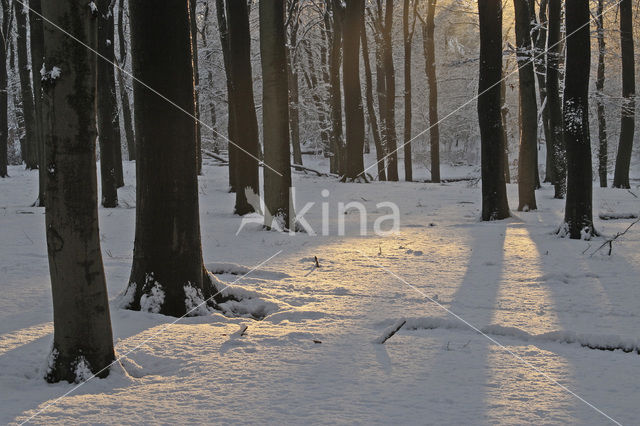 Veluwe