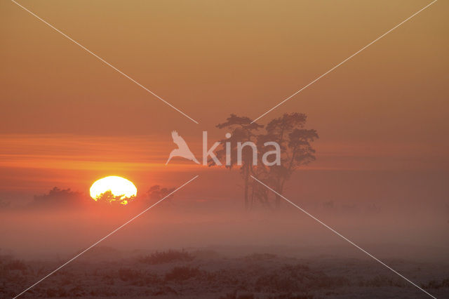 Veluwe