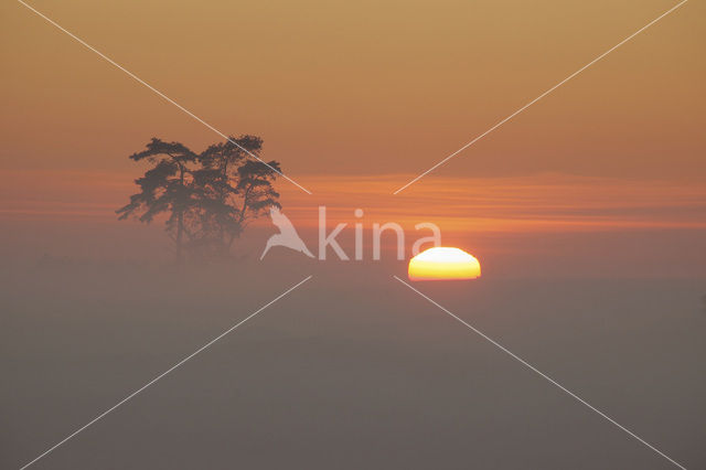 Veluwe