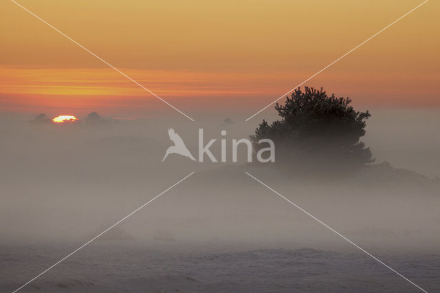 Veluwe