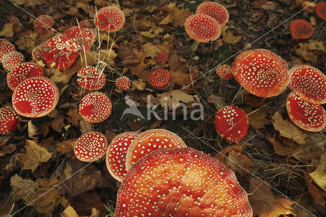 Vliegenzwam (Amanita muscaria)