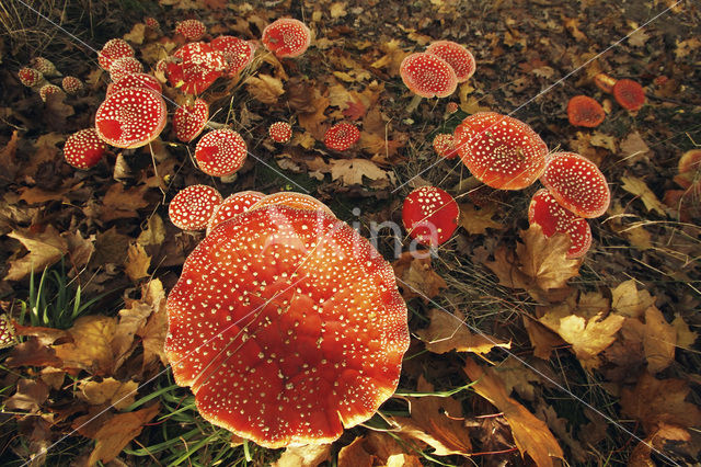 Vliegenzwam (Amanita muscaria)