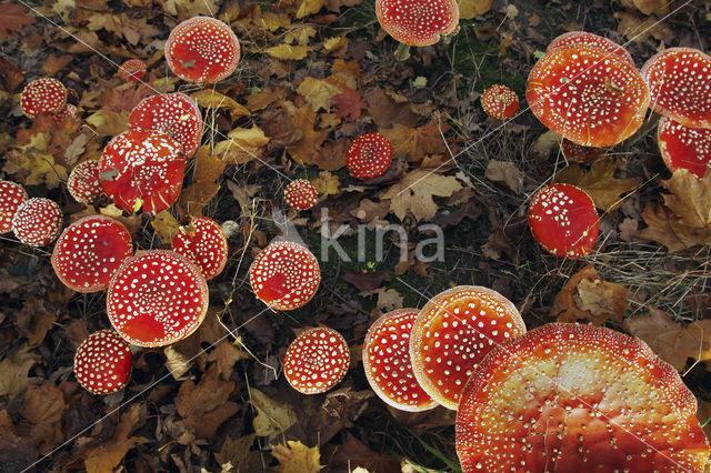 Vliegenzwam (Amanita muscaria)