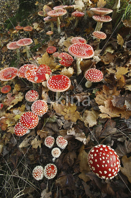 Vliegenzwam (Amanita muscaria)