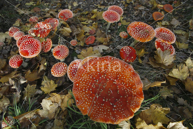 Vliegenzwam (Amanita muscaria)