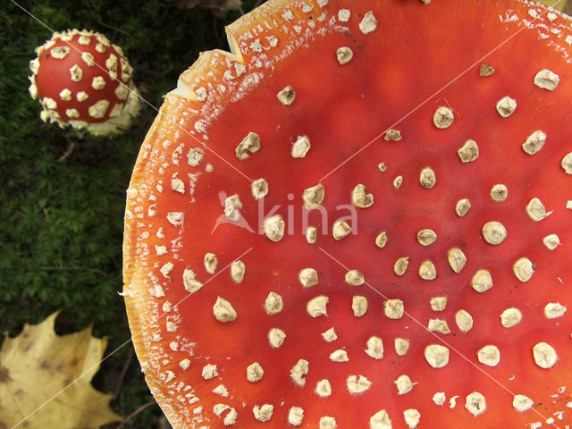 Vliegenzwam (Amanita muscaria)