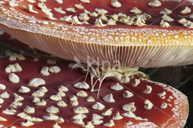 Vliegenzwam (Amanita muscaria)