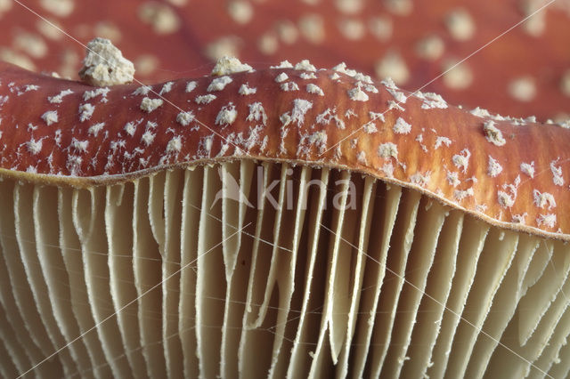 Vliegenzwam (Amanita muscaria)