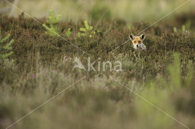 Vos (Vulpes vulpes)