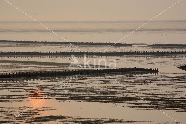 Waddenzee