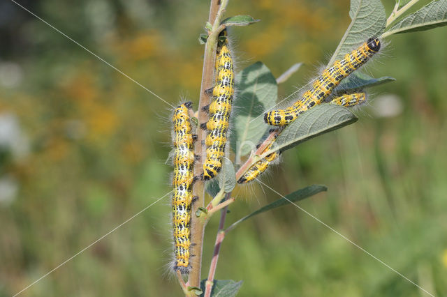 Wapendrager (Phalera bucephala)