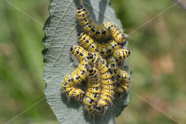 Buff-tip (Phalera bucephala)