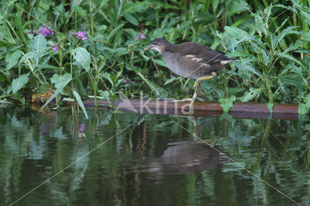 Waterhoen (Gallinula chloropus)