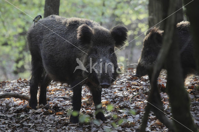 Wild zwijn