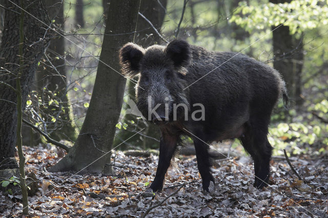 Wild zwijn