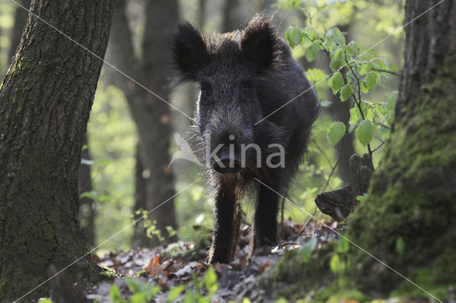 Wild zwijn