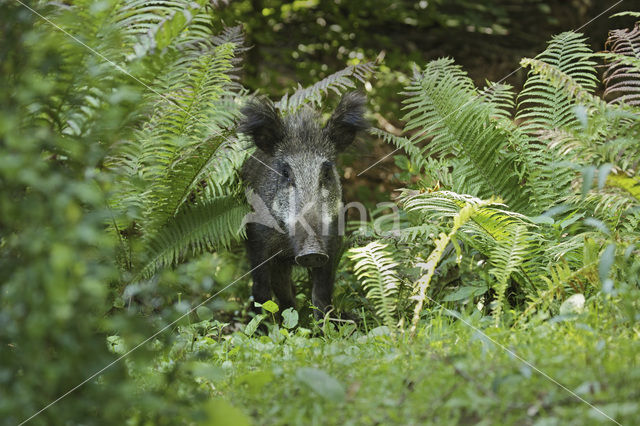 Wild zwijn