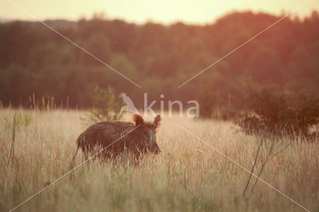 Wild zwijn