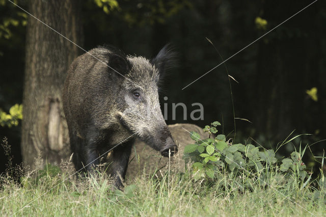 Wild zwijn