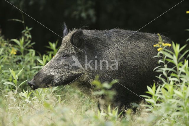 Wild zwijn