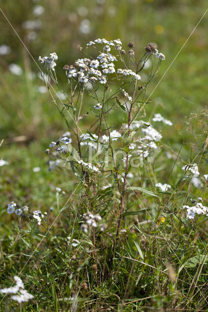 Wilde bertram (Achillea ptarmica)