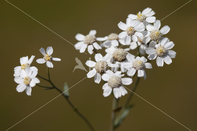 Wilde bertram (Achillea ptarmica)