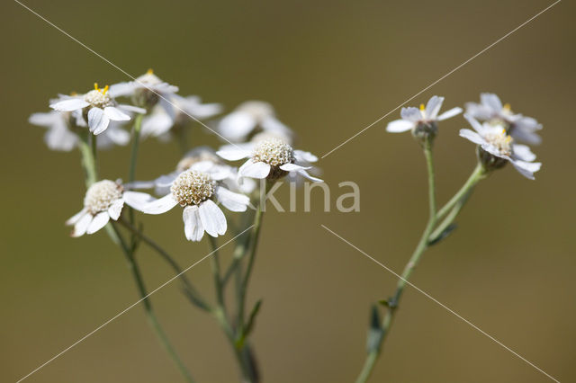 Wilde bertram (Achillea ptarmica)