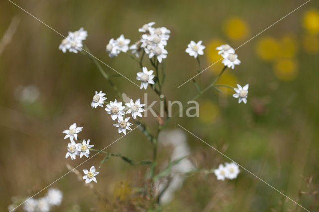 Wilde bertram (Achillea ptarmica)