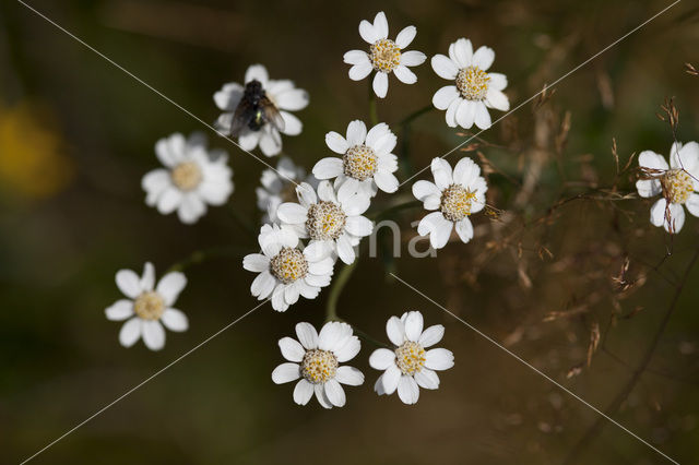 Wilde bertram (Achillea ptarmica)