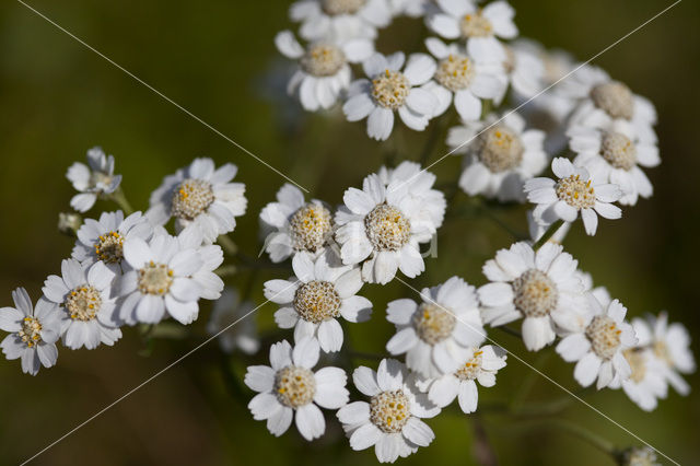 Wilde bertram (Achillea ptarmica)