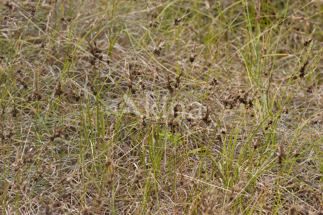 Zandzegge (Carex arenaria)