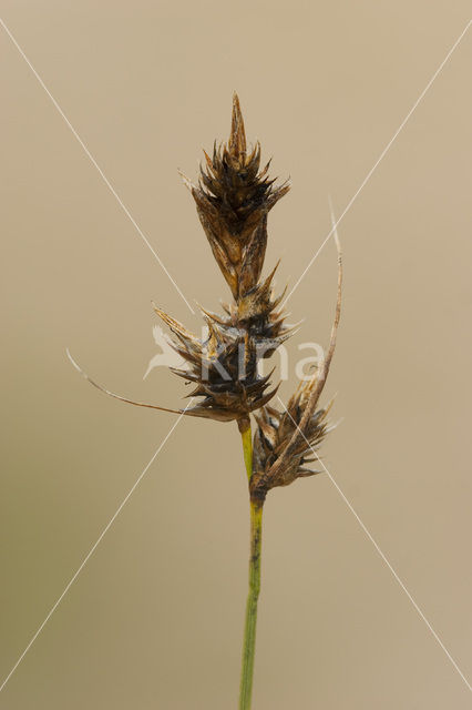 Zandzegge (Carex arenaria)