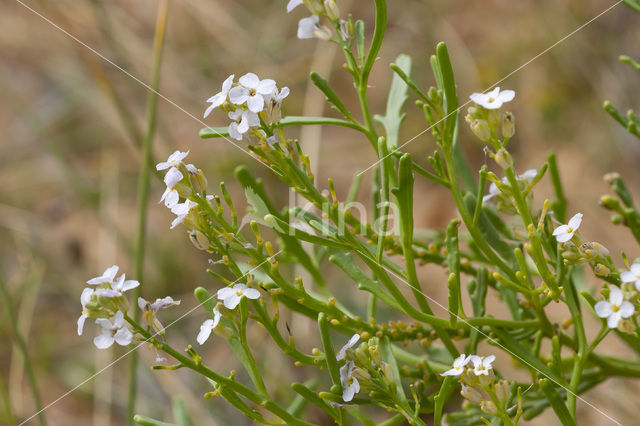 Zeeraket (Cakile maritima)