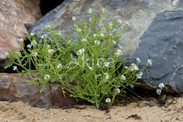 Zeeraket (Cakile maritima)