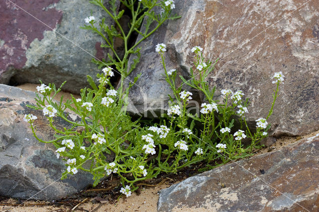 Zeeraket (Cakile maritima)