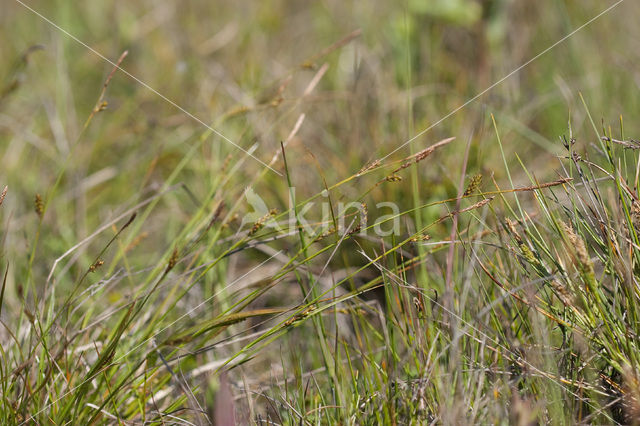 Zilte zegge (Carex distans)