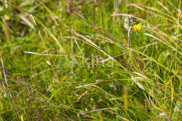 Zilte zegge (Carex distans)