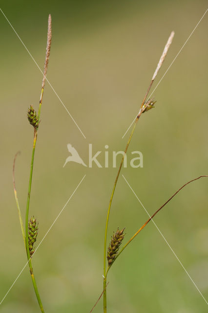 Zilte zegge (Carex distans)