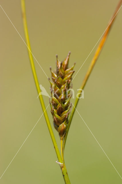 Zilte zegge (Carex distans)