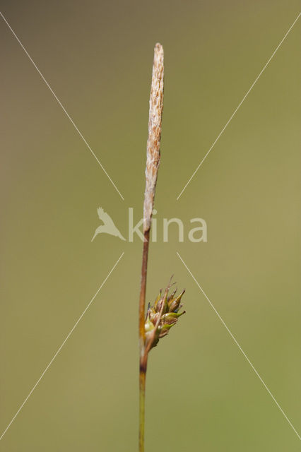 Zilte zegge (Carex distans)