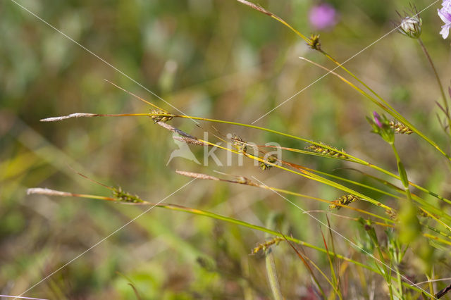 Zilte zegge (Carex distans)