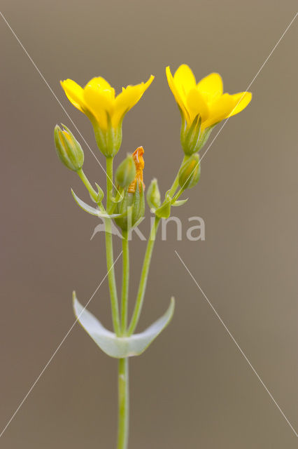 Zomerbitterling (Blackstonia perfoliata subsp. perfoliata)