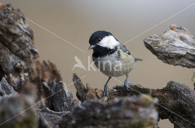 Zwarte Mees (Parus ater)