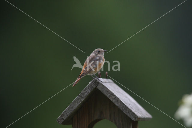 Zwarte Roodstaart (Phoenicurus ochruros)