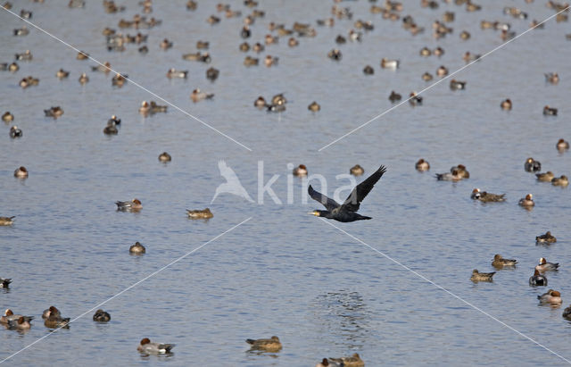 Aalscholver (Phalacrocorax carbo)