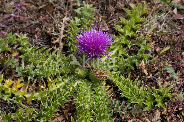 Aarddistel (Cirsium acaule)