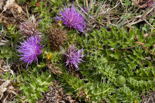 Aarddistel (Cirsium acaule)