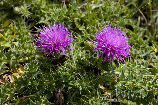 Aarddistel (Cirsium acaule)