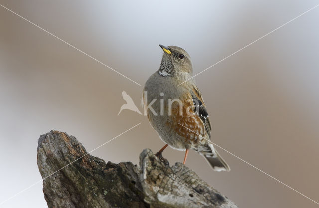 Alpenheggemus (Prunella collaris)